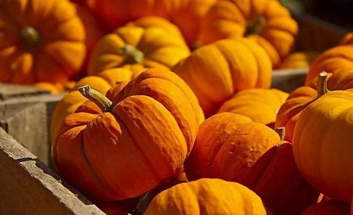 南瓜凯吃瓜视频,揭秘娱乐圈幕后故事  第3张