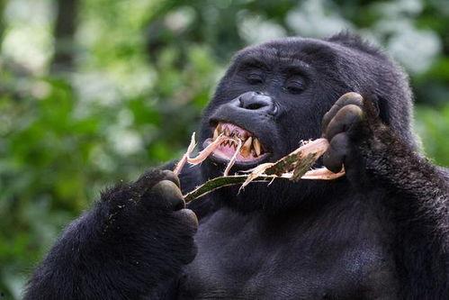 吃瓜七颗猩猩  第2张