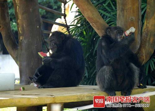 吃瓜七颗猩猩  第3张