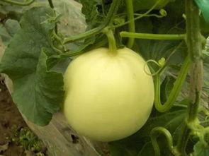 航航在吃瓜,揭秘娱乐圈幕后故事  第2张