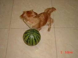 比熊吃贝贝瓜,甜蜜邂逅的温馨瞬间