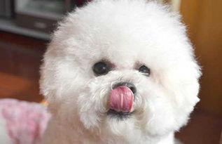 比熊吃贝贝瓜,甜蜜邂逅的温馨瞬间  第2张