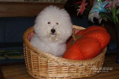 比熊吃贝贝瓜,甜蜜邂逅的温馨瞬间  第3张