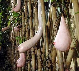 乳瓜花可以吃吗,美味可口的天然食材探索  第3张