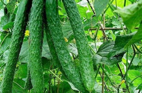 大家不让吃的瓜,大家为何不吃的秘密  第3张