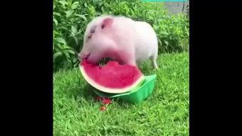小猪吃瓜的特效,趣味横生特效大揭秘  第2张