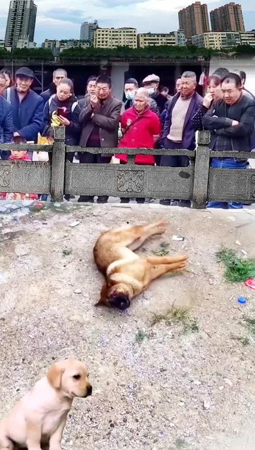 狗狗吃瓜围观图片,狗狗吃瓜围观，萌态十足！